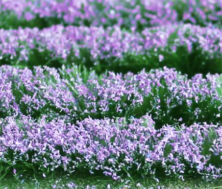 Lavenders