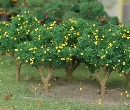 Lemon Tree Grove
