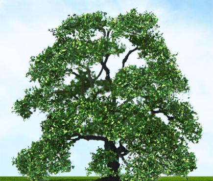 Live Oak