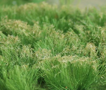 Love Grass