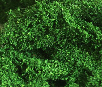 Medium Green