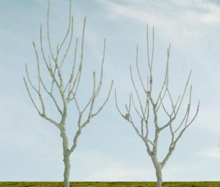 Mountain Gum Bare Trees