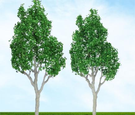 Mountain Gum