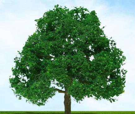 Oak