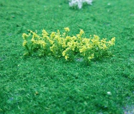 Oilseed Rape