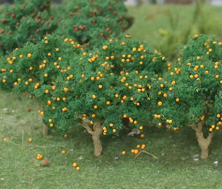 Orange Tree Grove