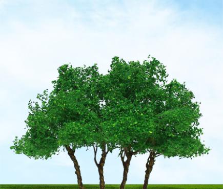 Privet