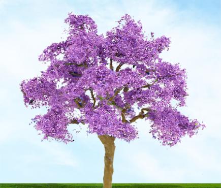Purple Jacaranda