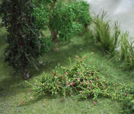 Raspberries Plants