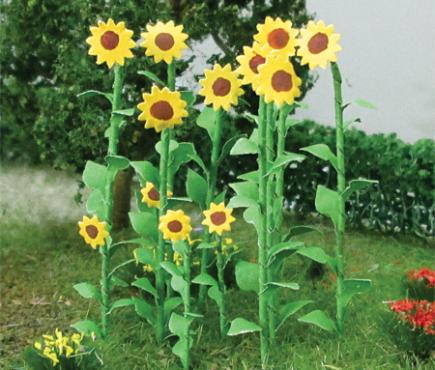 Sunflowers