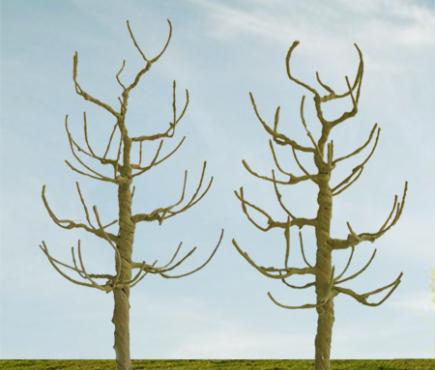 Sycamore Bare Trees