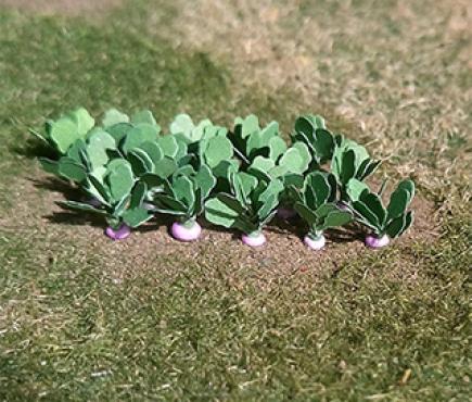 Turnips