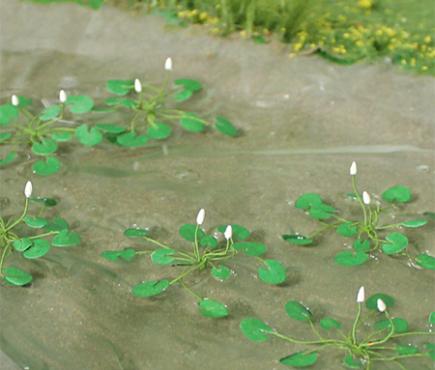 Water Lilies