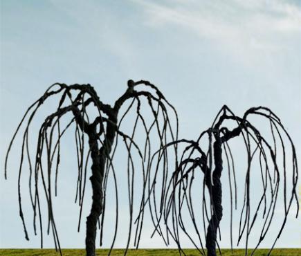 Willow Bare Trees