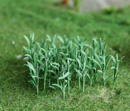Young Corn Stalks